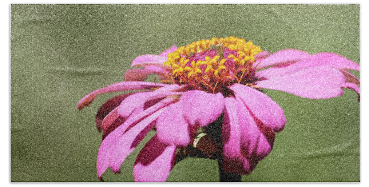 Photograph Bath Towel featuring the photograph Pink Coneflower in Pastel by Suzanne Gaff