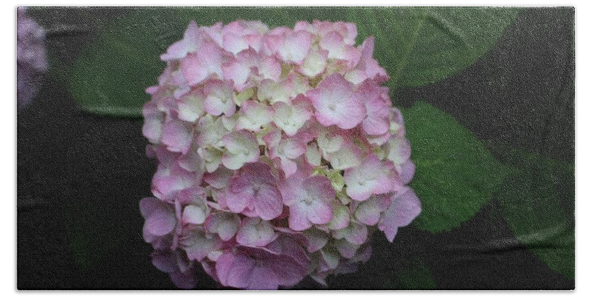 Pink Bath Towel featuring the photograph Pink Hydrangea by Christopher Lotito