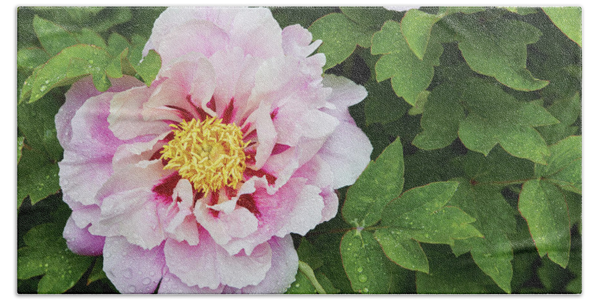 Flowers Hand Towel featuring the photograph Pink Peony by Garden gate magazine