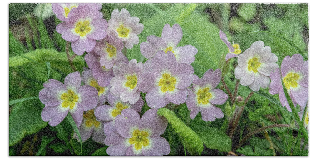 Primrose Hand Towel featuring the photograph Pink Primroses in Devon by Mark Hunter