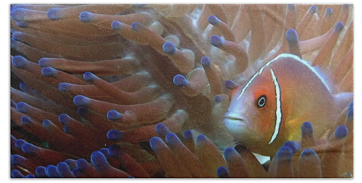 Fish Hand Towel featuring the photograph Pink Skunk Clownfish in Bubble Tip Anemone by Russ Harris