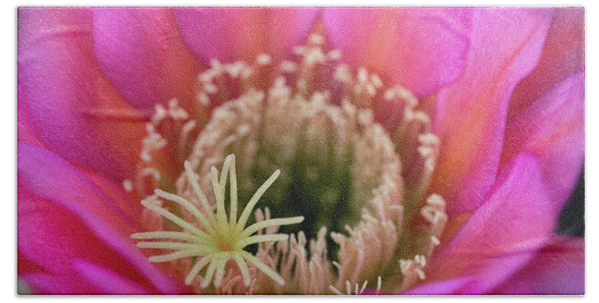 Pink Cactus Flower Bath Towel featuring the photograph Pink Up Close And Close Personal by Saija Lehtonen