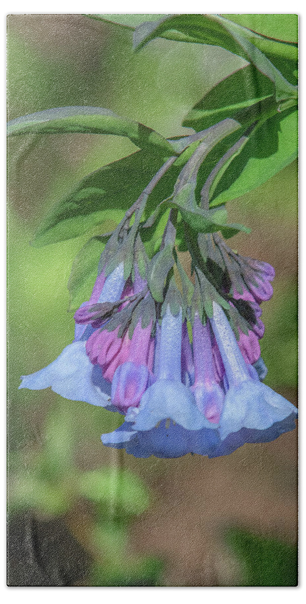 Borage Family Bath Towel featuring the photograph Pink Virginia Bluebells or Virginia Cowslip DFL0963 by Gerry Gantt