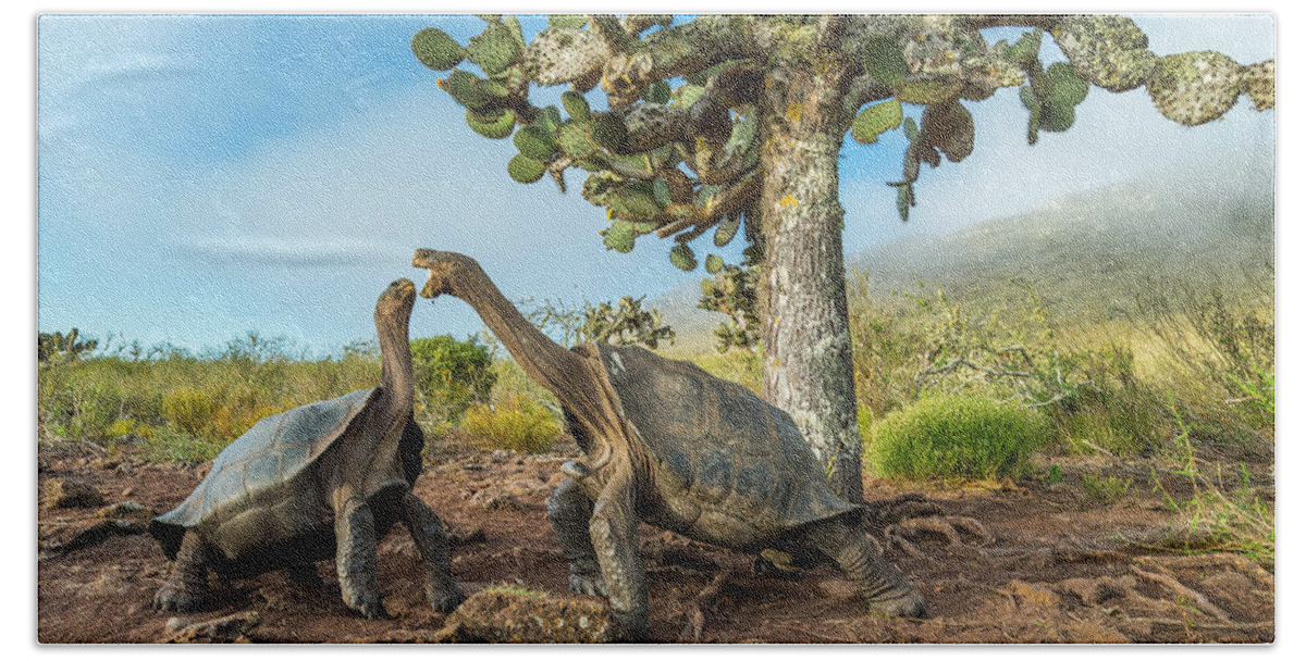 Pinzon Island Tortoises Fighting Bath Towel by Tui De Roy - Animals and  Earth