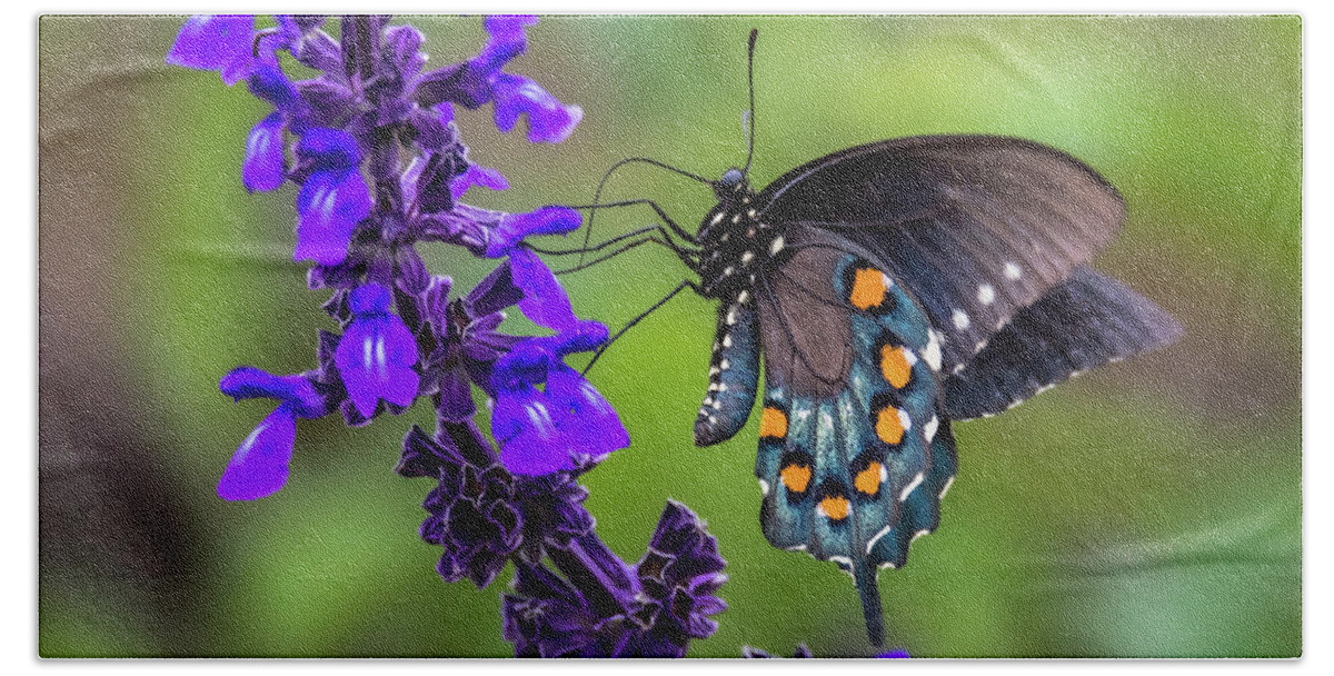 Pipevine Swallowtail Bath Towel featuring the photograph Pipevine Swallowtail by Debra Martz