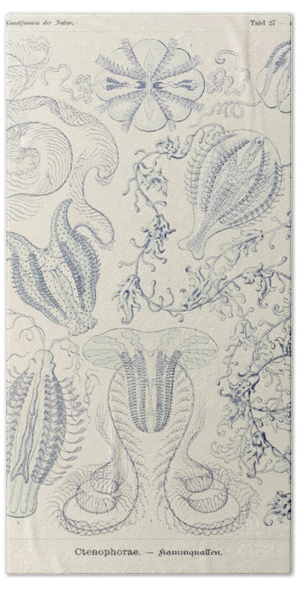 Ernst Haeckel Bath Towel featuring the drawing Plate 27 Hormiphora Ctenophorae By Ernst Haeckel by Ernst Haeckel