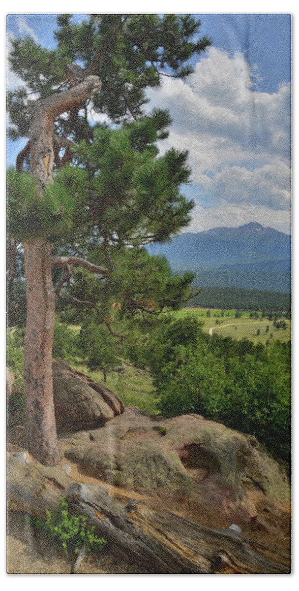 Rocky Mountain National Park Hand Towel featuring the photograph Ponderosa Pines along Trail Ridge in Rocky Mountain NP by Ray Mathis