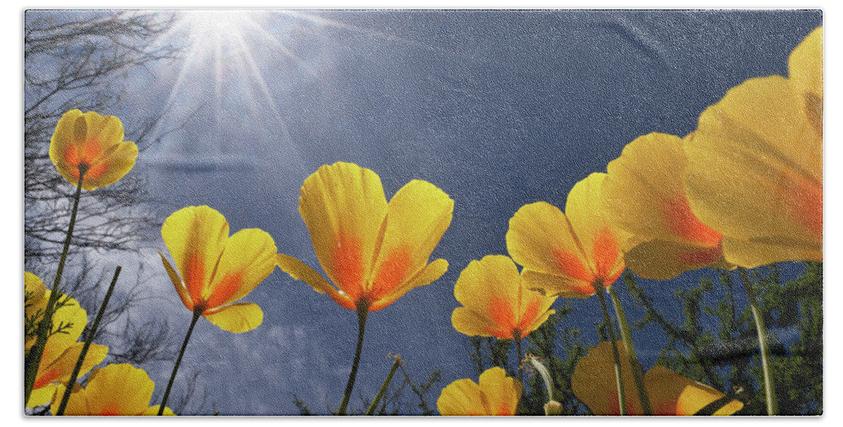 Poppies Hand Towel featuring the photograph Poppies Enjoy the Sun by Chance Kafka