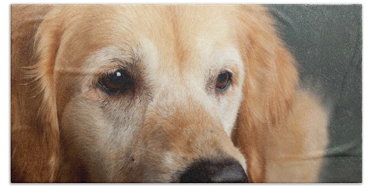 Photography Bath Towel featuring the photograph Portrait Of A Golden Retriever Dog by Panoramic Images