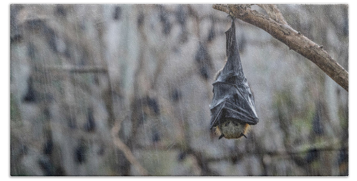 Animal Hand Towel featuring the photograph Portrait Of A Grey-headed Flying-fox Hanging From A Branch by Doug Gimesy / Naturepl.com