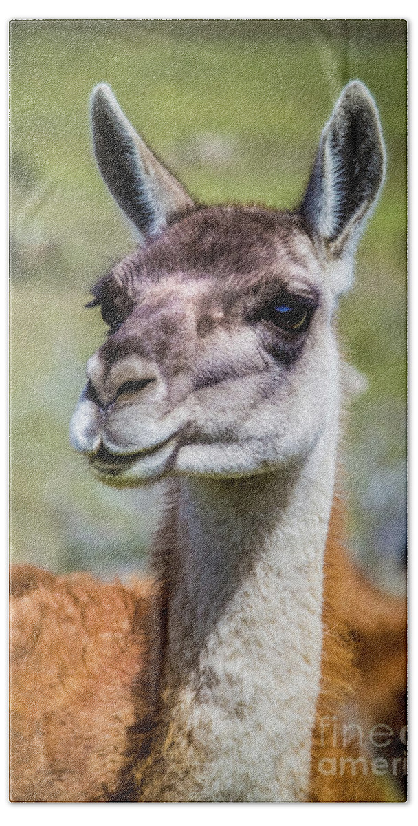Guanaco Bath Towel featuring the photograph Portrait of a guanaco, Patagonia by Lyl Dil Creations