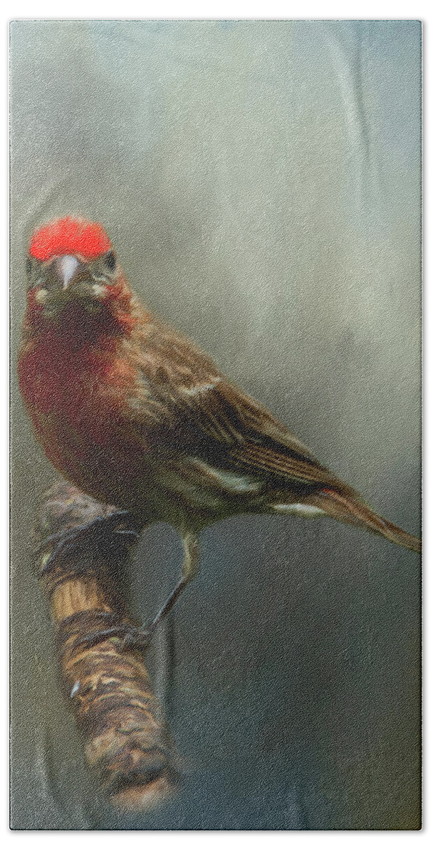 Avian Hand Towel featuring the photograph Portrait of a House Finch by Cathy Kovarik