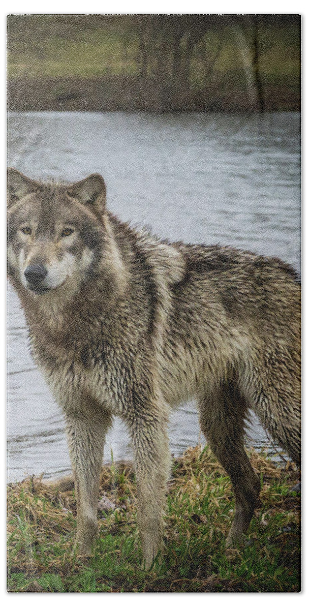 Wolves Wolf Hand Towel featuring the photograph Posing by the Water by Laura Hedien