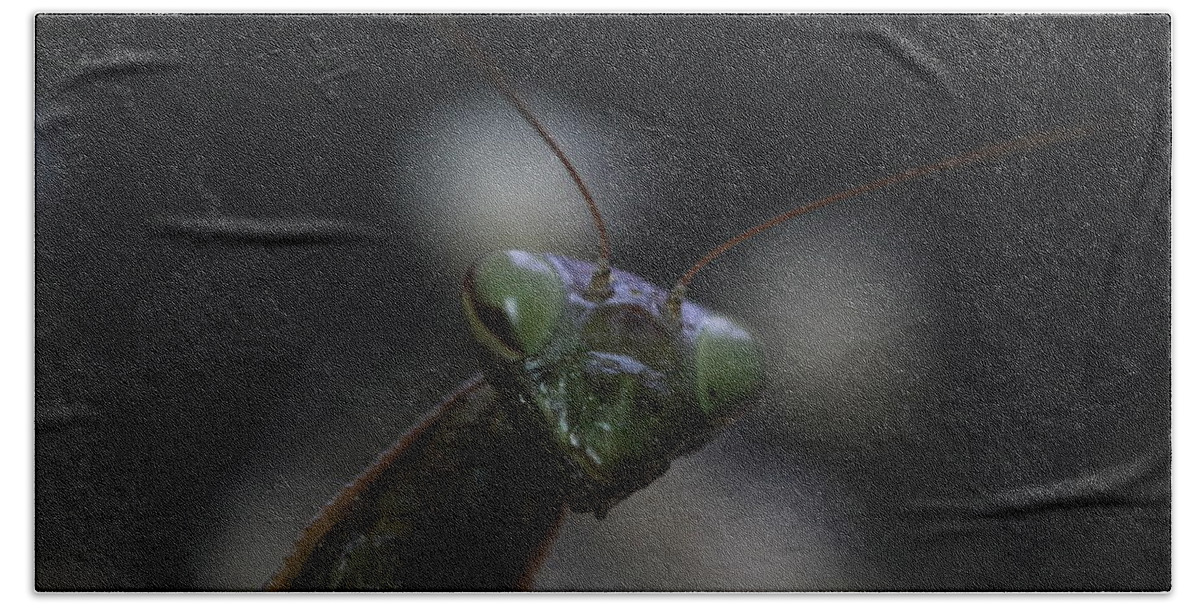 Mantis Hand Towel featuring the photograph Praying mantis by Martin Smith