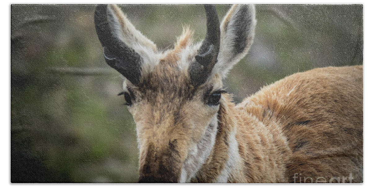 #pronghorn Hand Towel featuring the photograph Pronghorn by George Kenhan