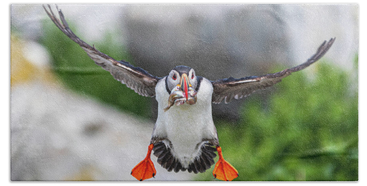 Puffins Bath Towel featuring the photograph Puffin in Flight by Darryl Hendricks