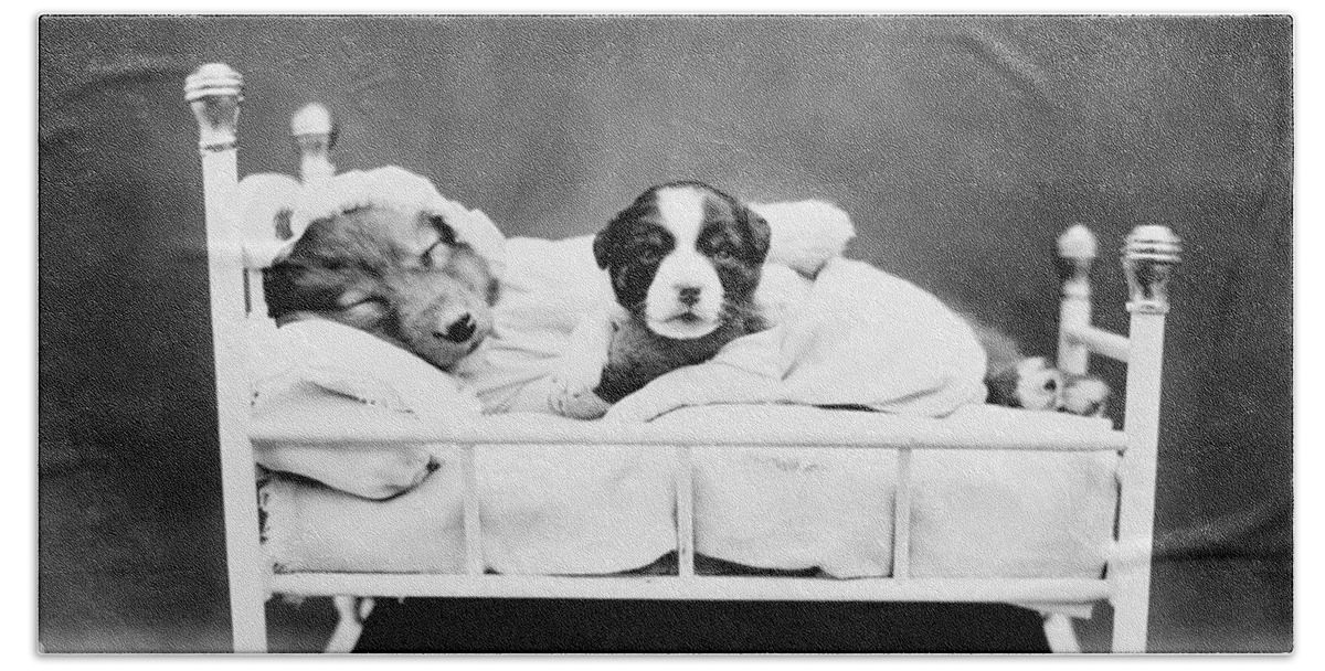 Puppies Bath Towel featuring the photograph Puppies In Bed - When Bedtime Comes - Harry Whittier Frees by War Is Hell Store
