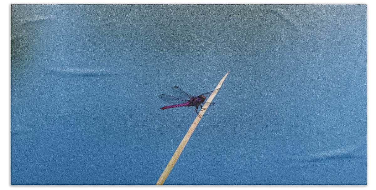 Dragonfly Hand Towel featuring the photograph Purple Dragonfly by Douglas Killourie