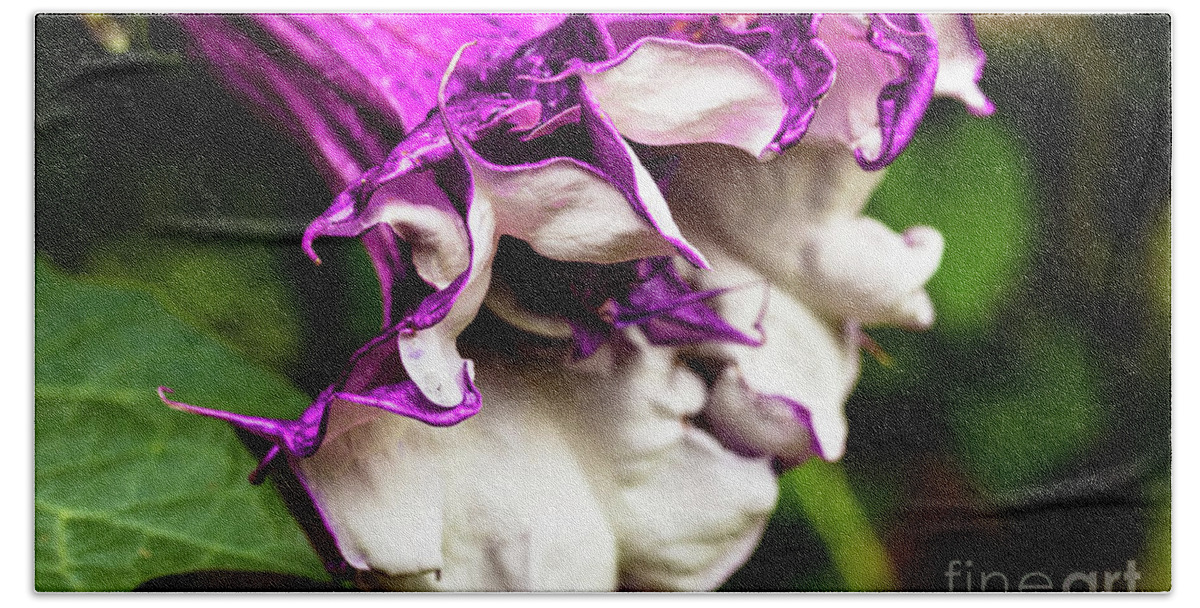 Brugmansia Bath Towel featuring the photograph Purple Trumpet Flower by Raul Rodriguez