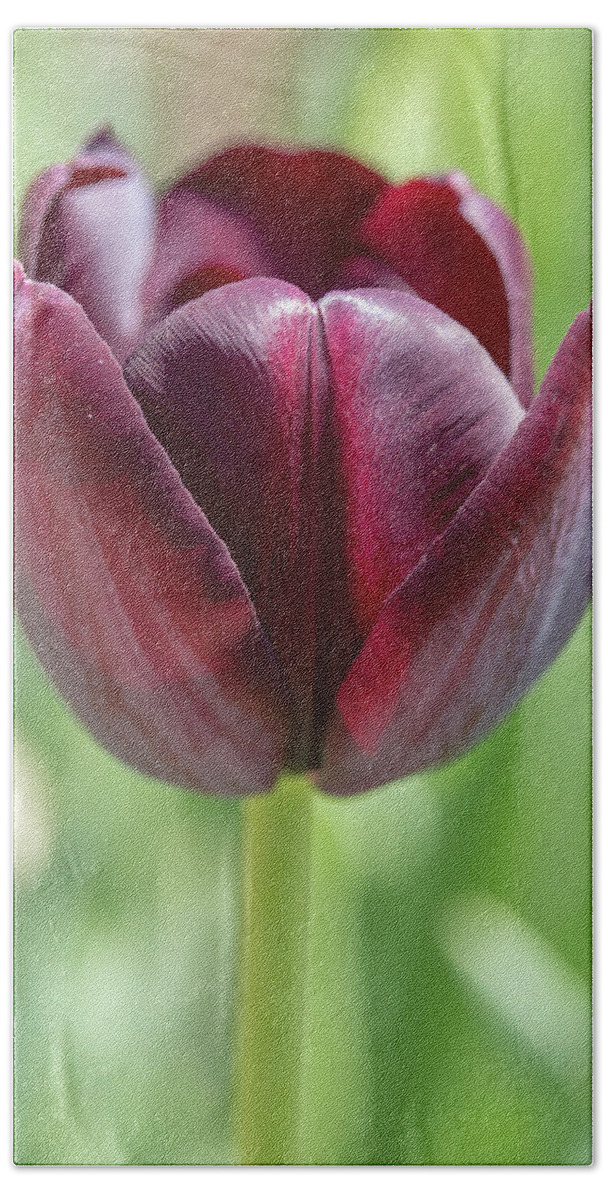 Flower Bath Towel featuring the photograph Purple Tulip 2 by Dawn Cavalieri
