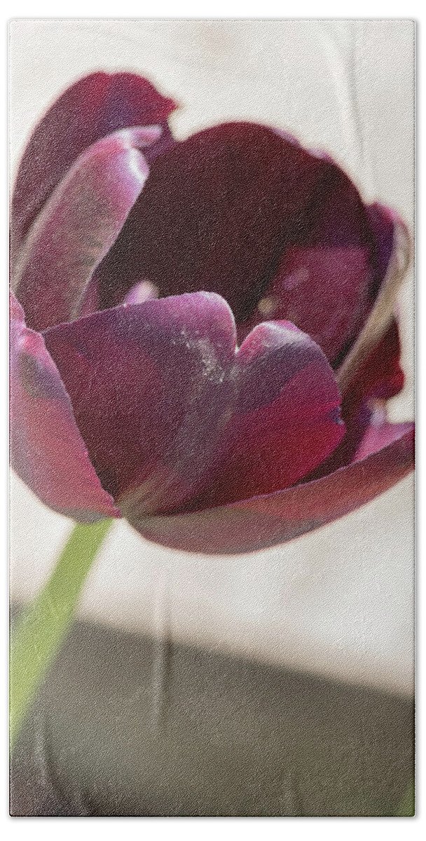 Flower Hand Towel featuring the photograph Purple Tulip by Dawn Cavalieri