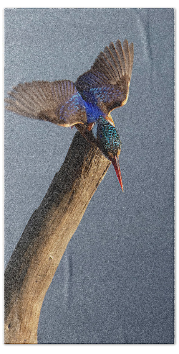 Pygmy Hand Towel featuring the photograph Pygmy Kingfisher by Patrick Nowotny