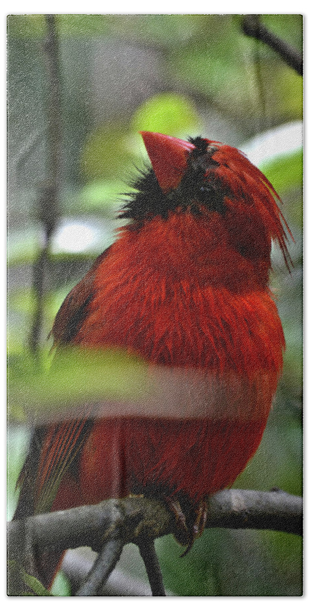 Cardinal Bath Sheet featuring the photograph Quizzical Cardinal by Tara Potts