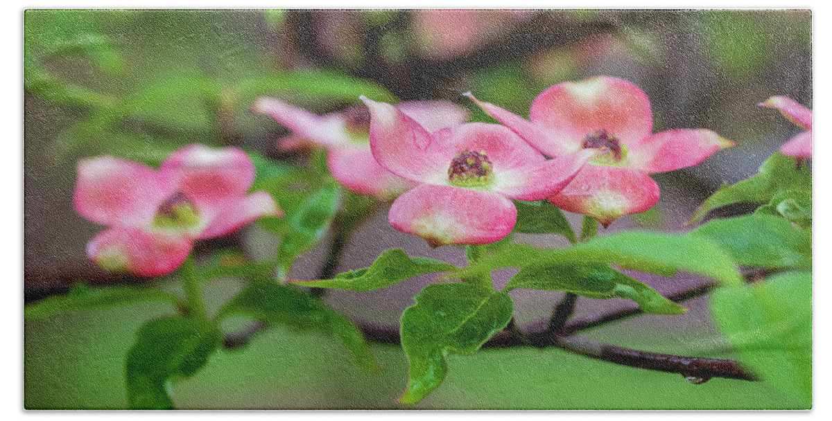 Dogwood Bath Towel featuring the photograph Rain kissed dogwood blossoms by Jack Clutter