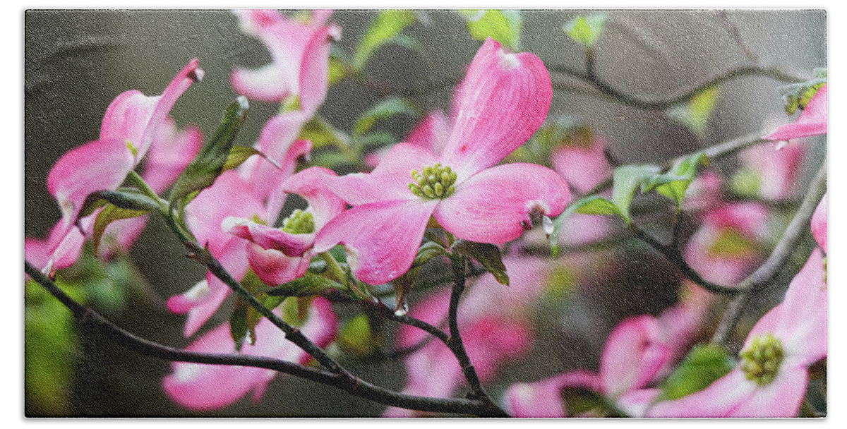 Pink Bath Towel featuring the photograph Raindrops on Dogwoods by Mary Ann Artz