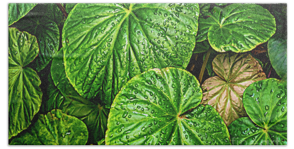 Colors Bath Towel featuring the photograph Raindrops on Green Leaves by Roslyn Wilkins