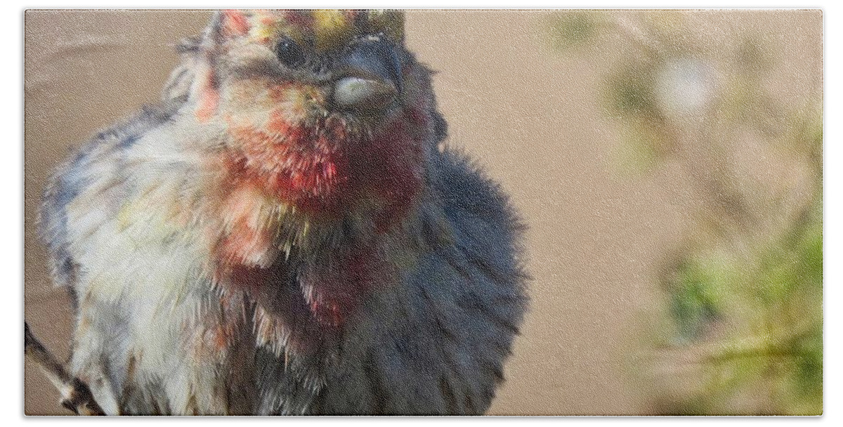 Arizona Hand Towel featuring the photograph Rare Multicolored Male House Finch by Judy Kennedy