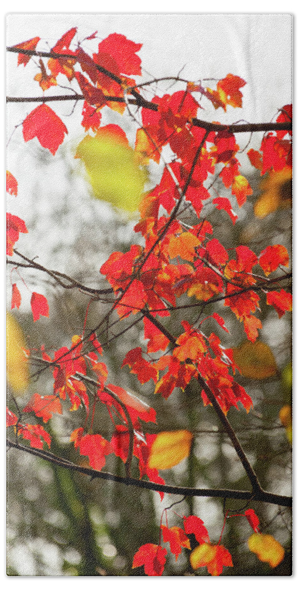 Autumn Leaves Bath Towel featuring the photograph Red and Gold Autumn Leaves by Helen Jackson