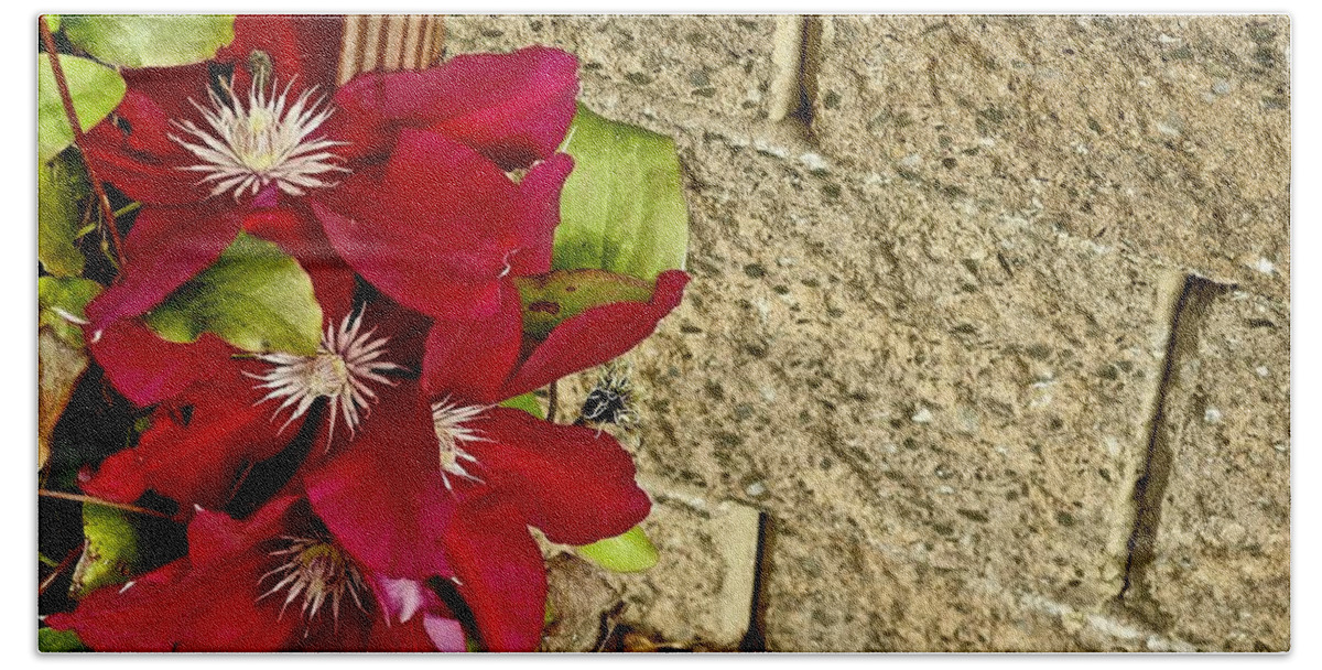 Clematis Hand Towel featuring the photograph Red Clematis by Kathy Chism