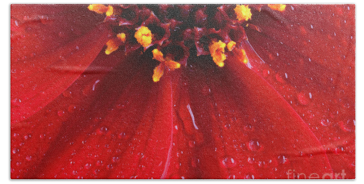 Flower Bath Towel featuring the photograph Red Dahlia flower close up with water drops by Simon Bratt