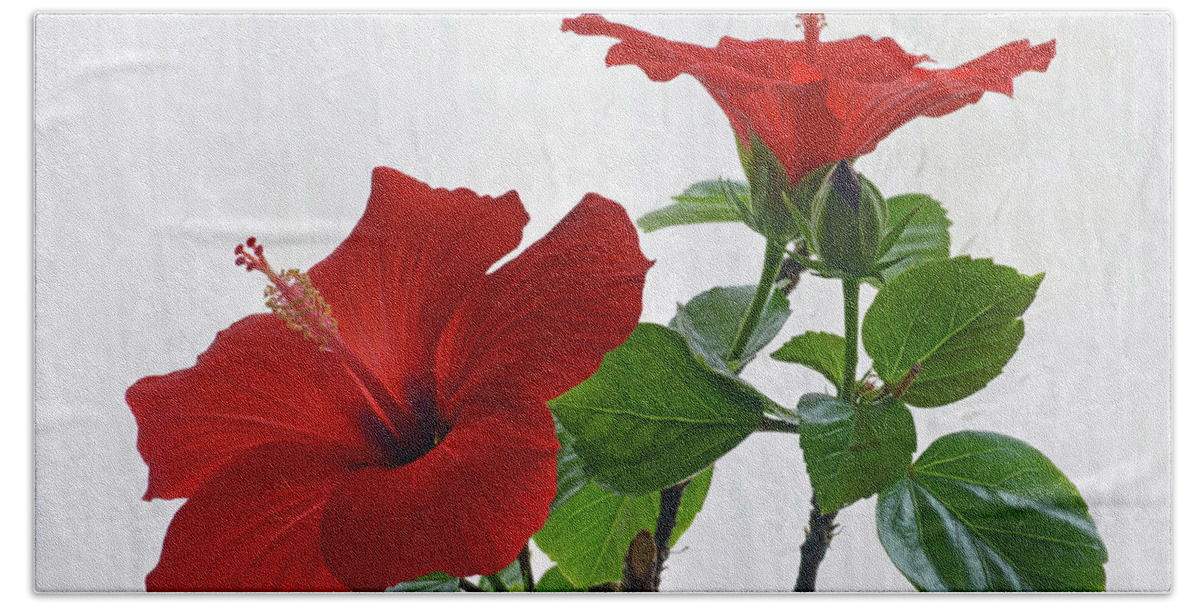 Hibiscus Bath Towel featuring the photograph Red Hibiscus Duo by Terence Davis