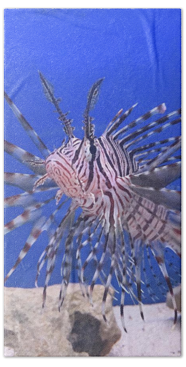Fish Red Lionfish Hand Towel featuring the photograph Red Lionfish by Rocco Silvestri