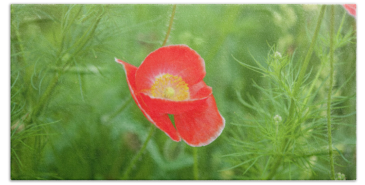 Flowers Bath Towel featuring the photograph Red Poppy by Mark Duehmig