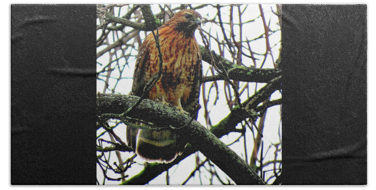 Red-shouldered Hawk Bath Towel featuring the photograph Red-Shouldered Hawk on the Lookout by Linda Stern