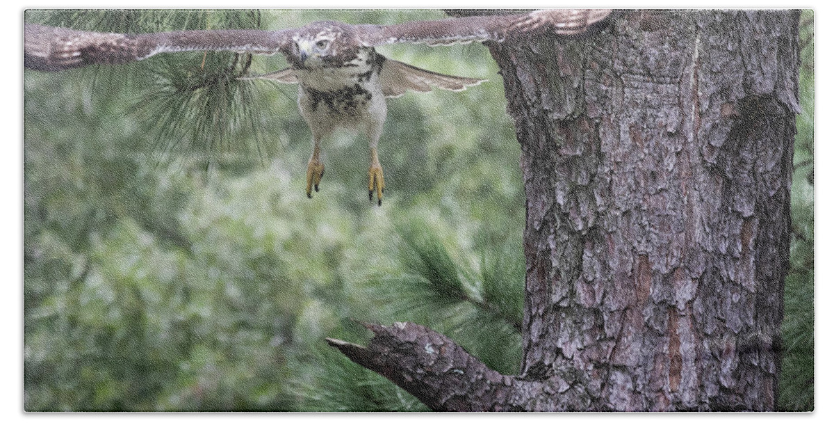 Bird Hand Towel featuring the digital art Red-Tailed Hawk in flight by Ed Stines