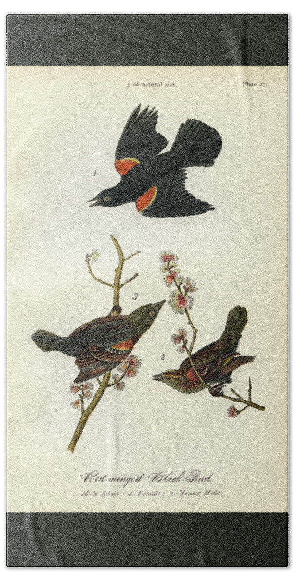 Bird Bath Towel featuring the mixed media Red-Winged Black-Bird by Unknown