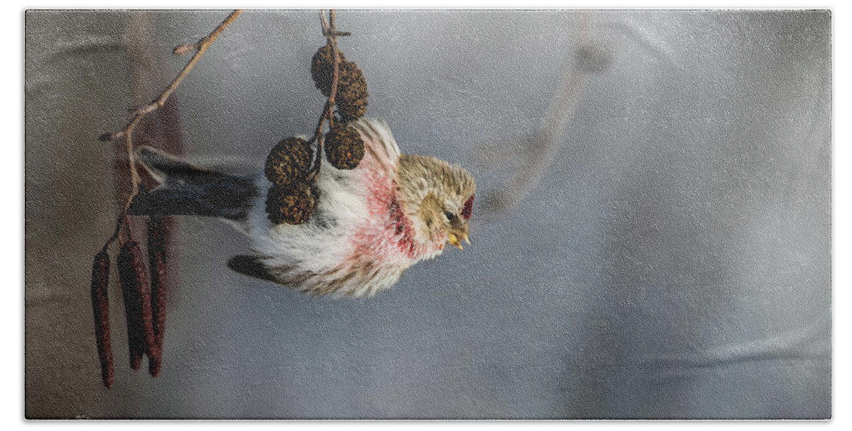 Redpoll On The Alder Twig Hand Towel featuring the photograph Redpoll hanging on the alder twig searching for seed in the cone by Torbjorn Swenelius
