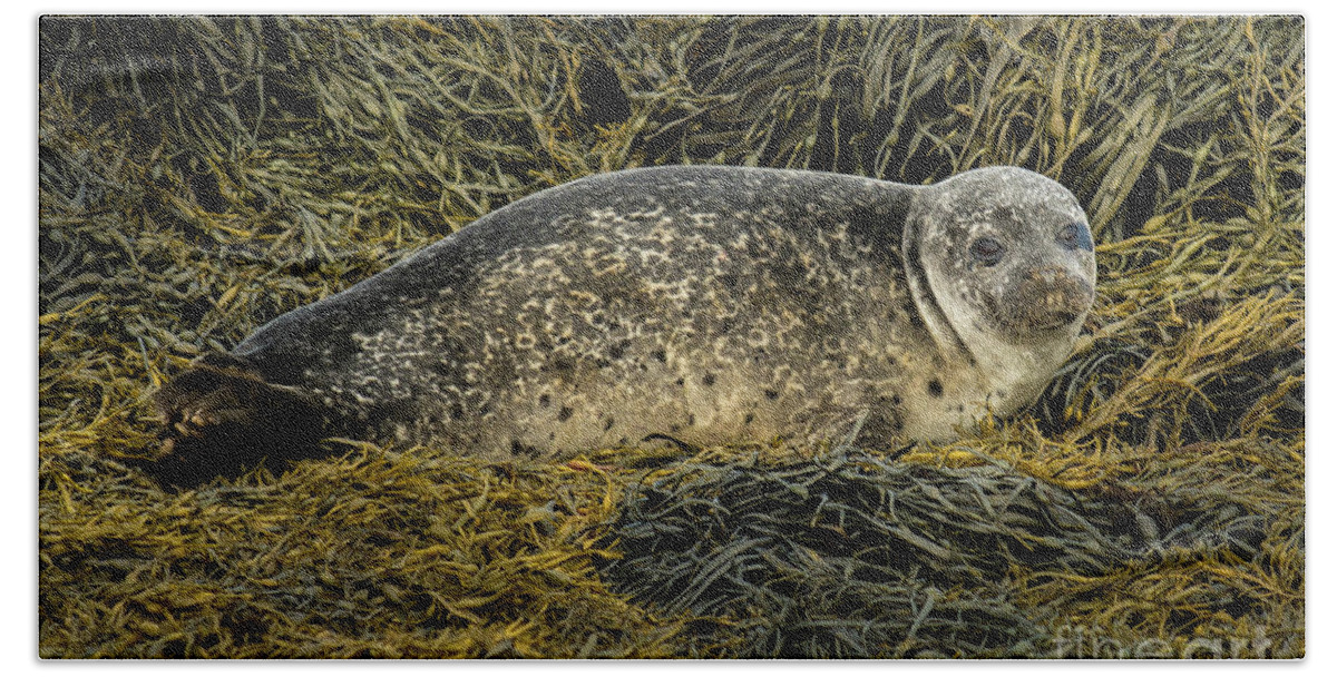 Animal Bath Towel featuring the photograph Relaxing Common Seal At The Coast Near Dunvegan Castle On The Isle Of Skye In Scotland by Andreas Berthold