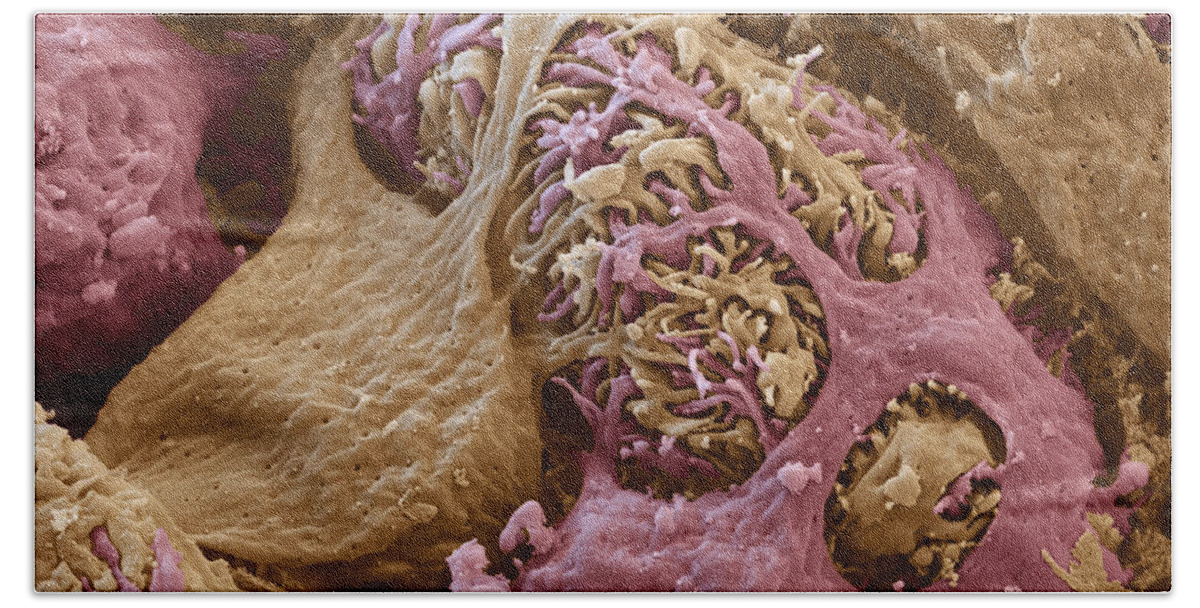 Blood Bath Towel featuring the photograph Renal Corpuscle, Sem by Meckes/ottawa