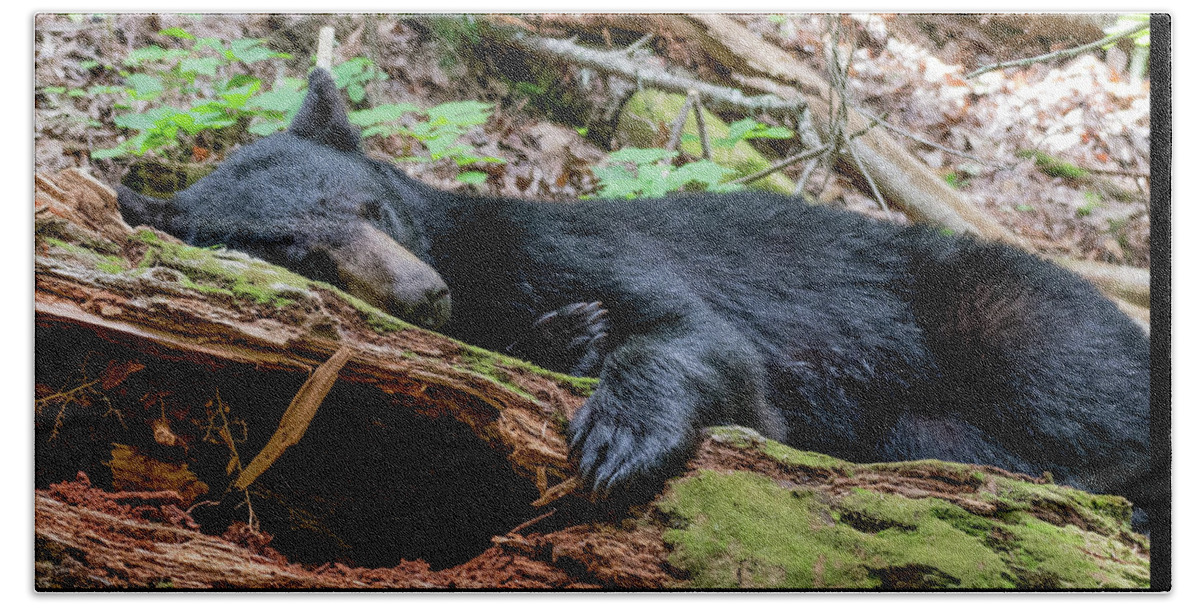 Black Bear Bath Towel featuring the photograph Resting Comfortably by Marcy Wielfaert