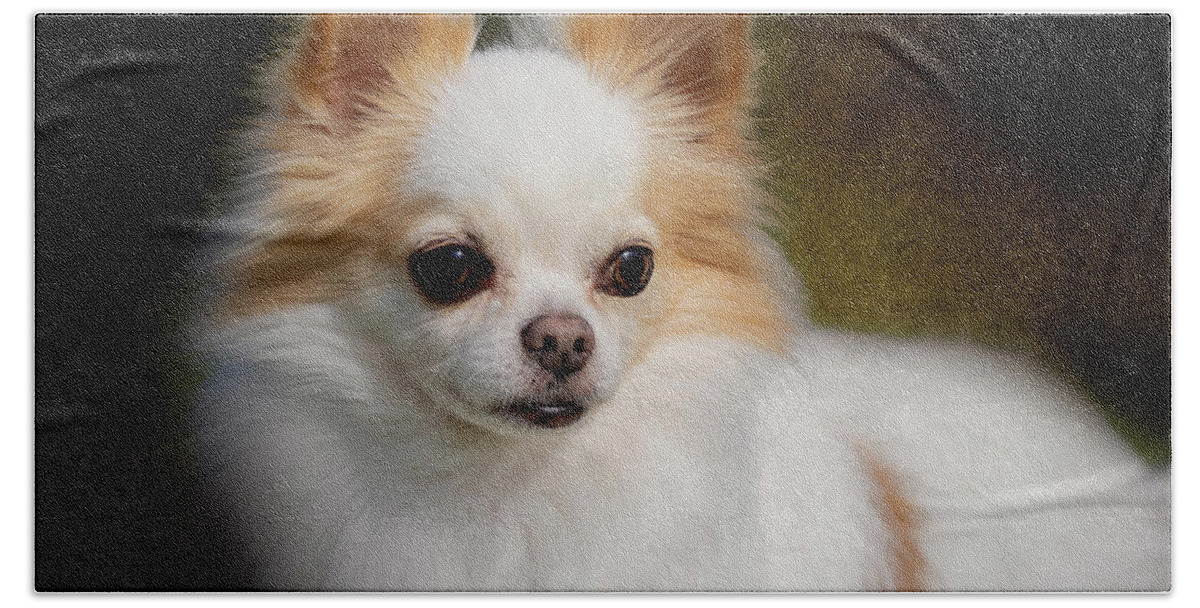 Chihuahua Hand Towel featuring the photograph Ricco by Diana Andersen
