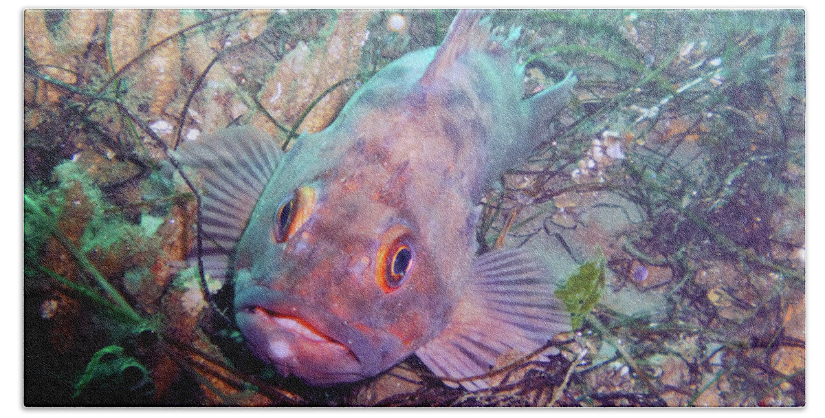 Rock Fish Bath Towel featuring the photograph Rock Fish by Anthony Jones