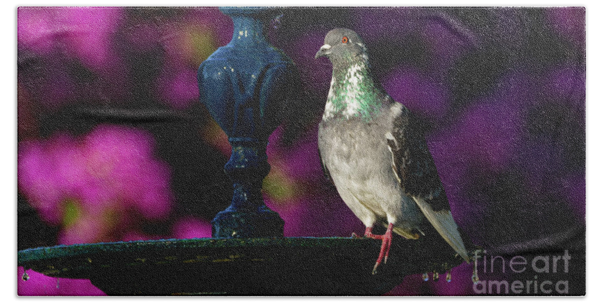 Bird Bath Towel featuring the photograph Rock Pigeon on Cast Iron Fountain by Pablo Avanzini