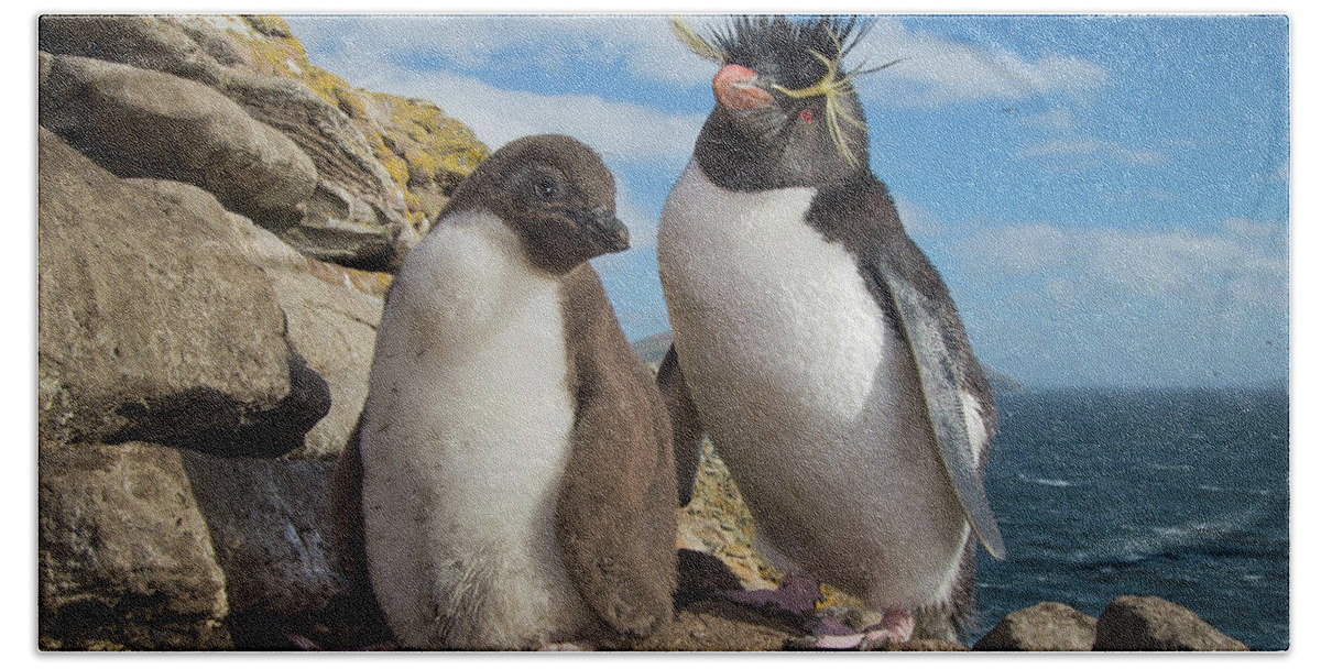 Animal Bath Towel featuring the photograph Rockhopper Penguin And Chick by Tui De Roy