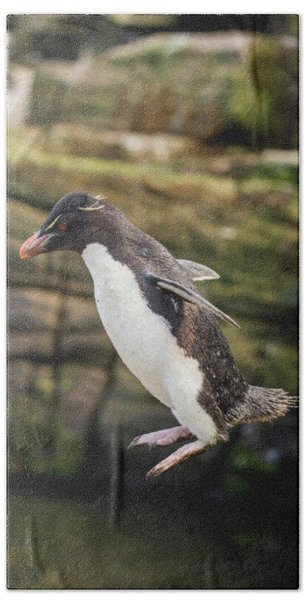 Animal Bath Towel featuring the photograph Rockhopper Penguin Jumping by Tui De Roy