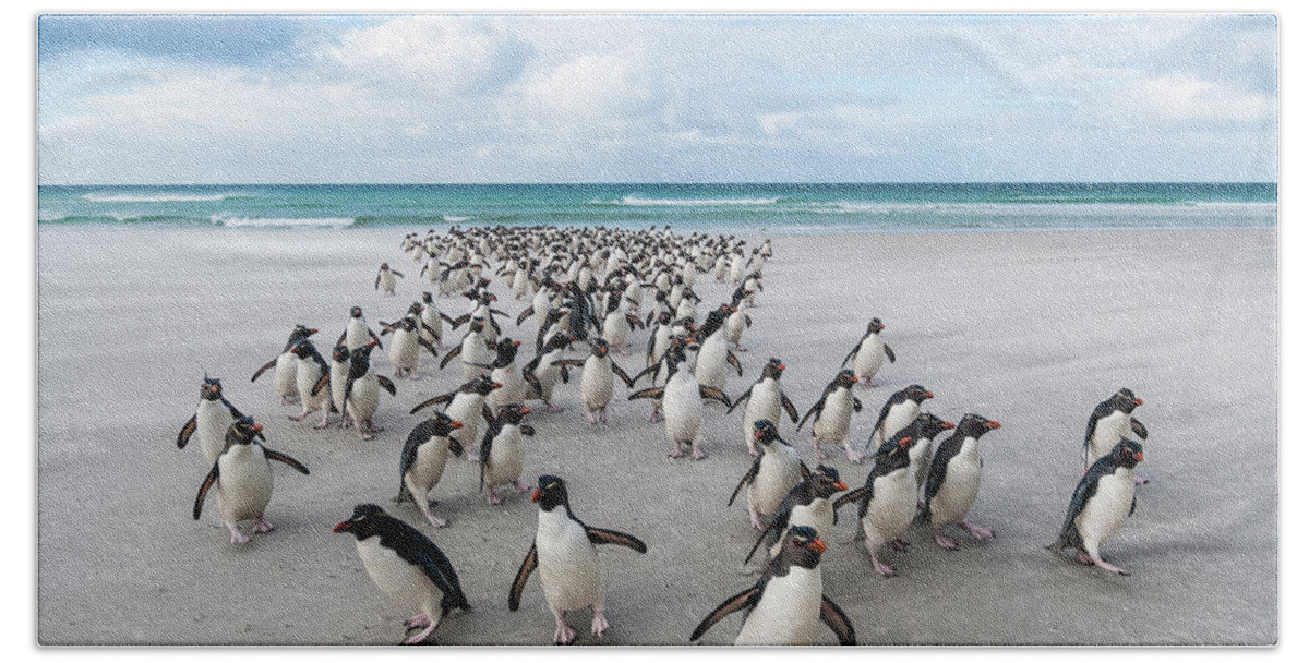 Animal In Habitat Bath Towel featuring the photograph Rockhoppers Walking Up Beach by Tui De Roy
